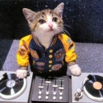 katze,dj