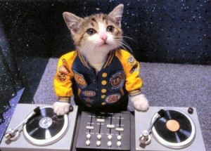 katze,dj